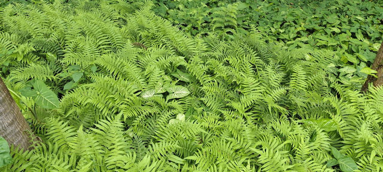 绿意盎然的蕨类植物，生机勃勃的自然之美。