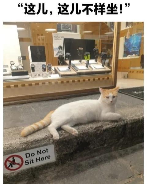 🐱：没说不样躺啊 一些猫meme  / 