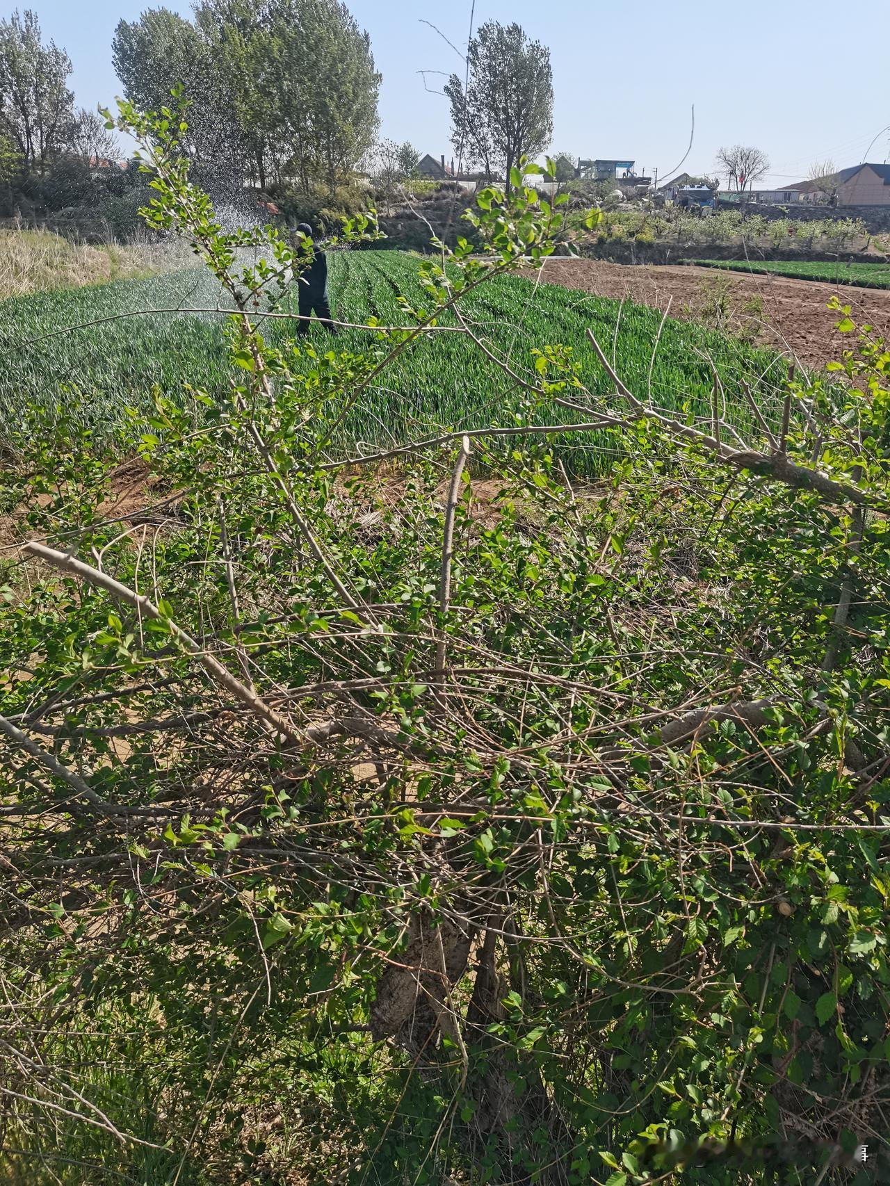 威海终于下雨啦！
刚才问小爱同学，几点下雨，她说七点到八点有雨，记得出门带☂️，