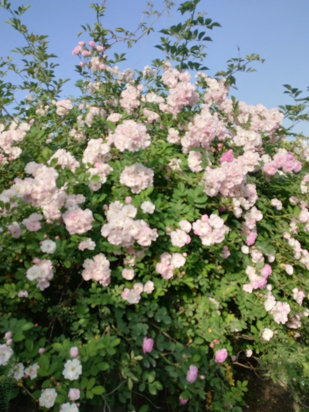 上句是“张灯结彩送旧岁”，整体意境是辞旧迎新，通过“张灯结彩”这一喜庆的景象表达