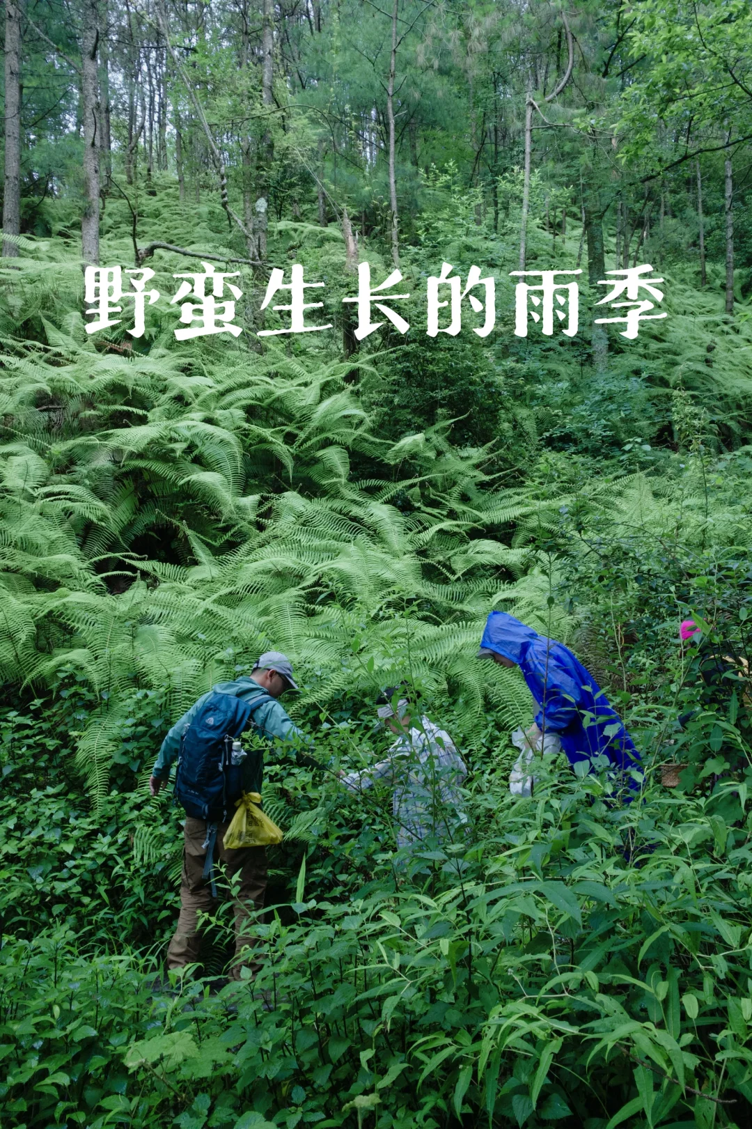 野蛮生长的雨季，不经意间，花已开，果已结