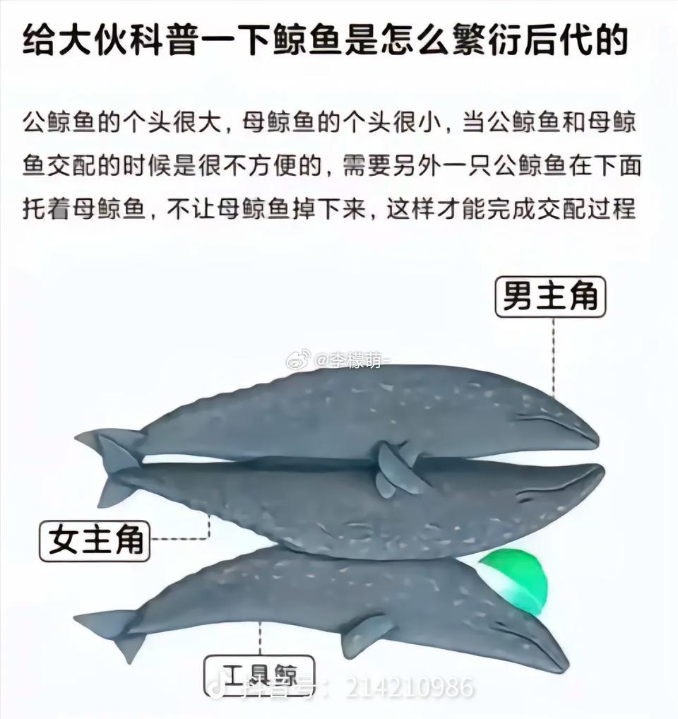 奇怪的知识增加了