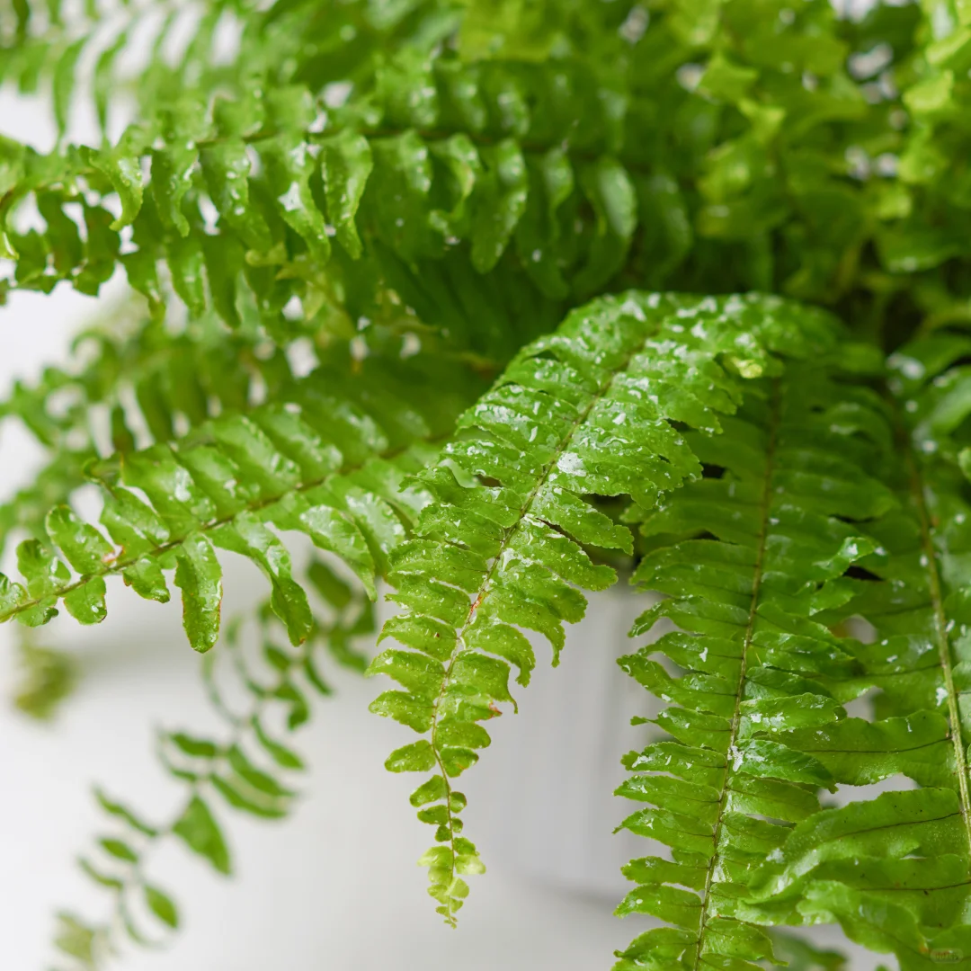 波斯顿蕨🌿四季常青必备