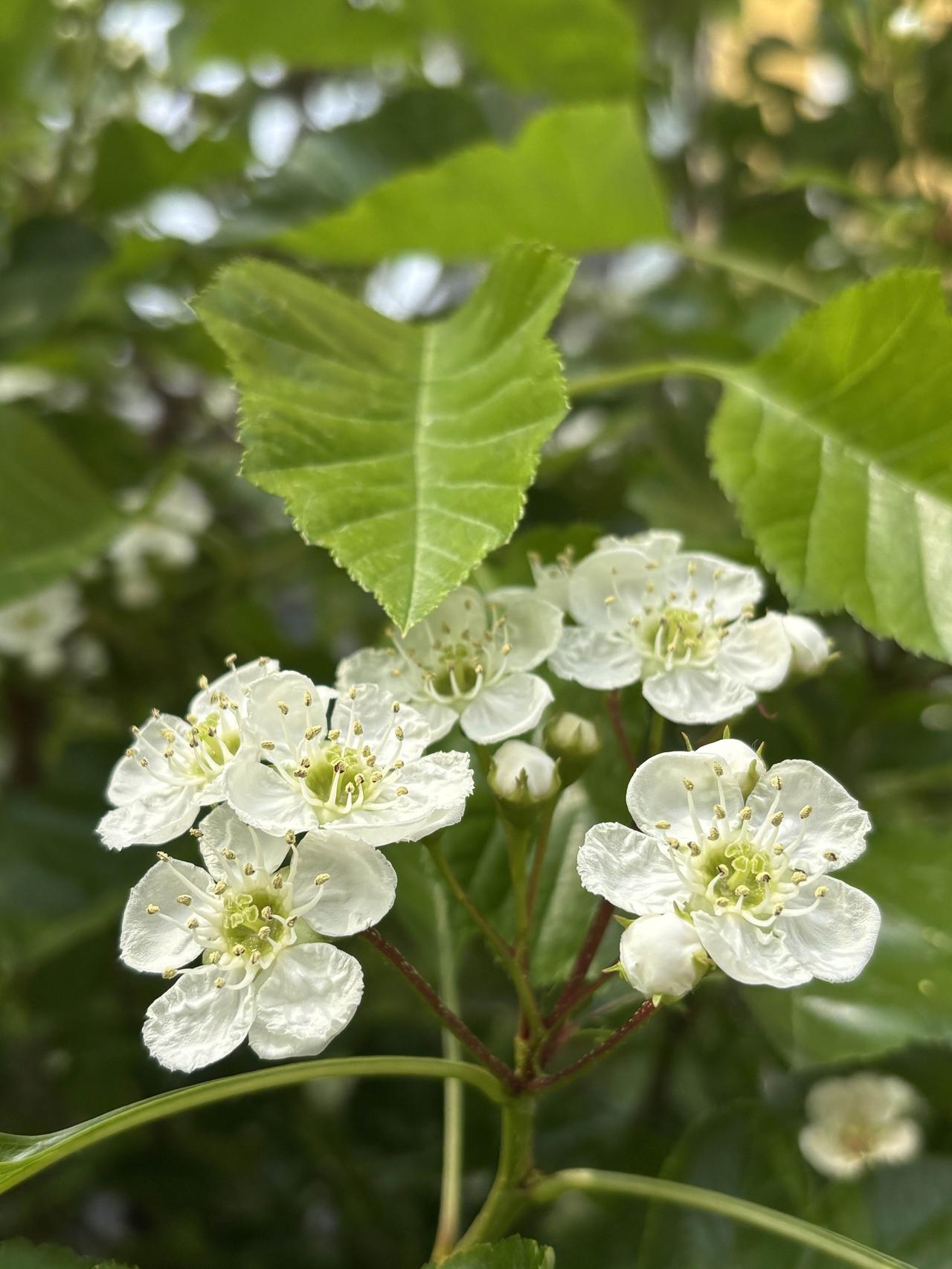 山楂树的花真是好看，一丛一丛甚是精致