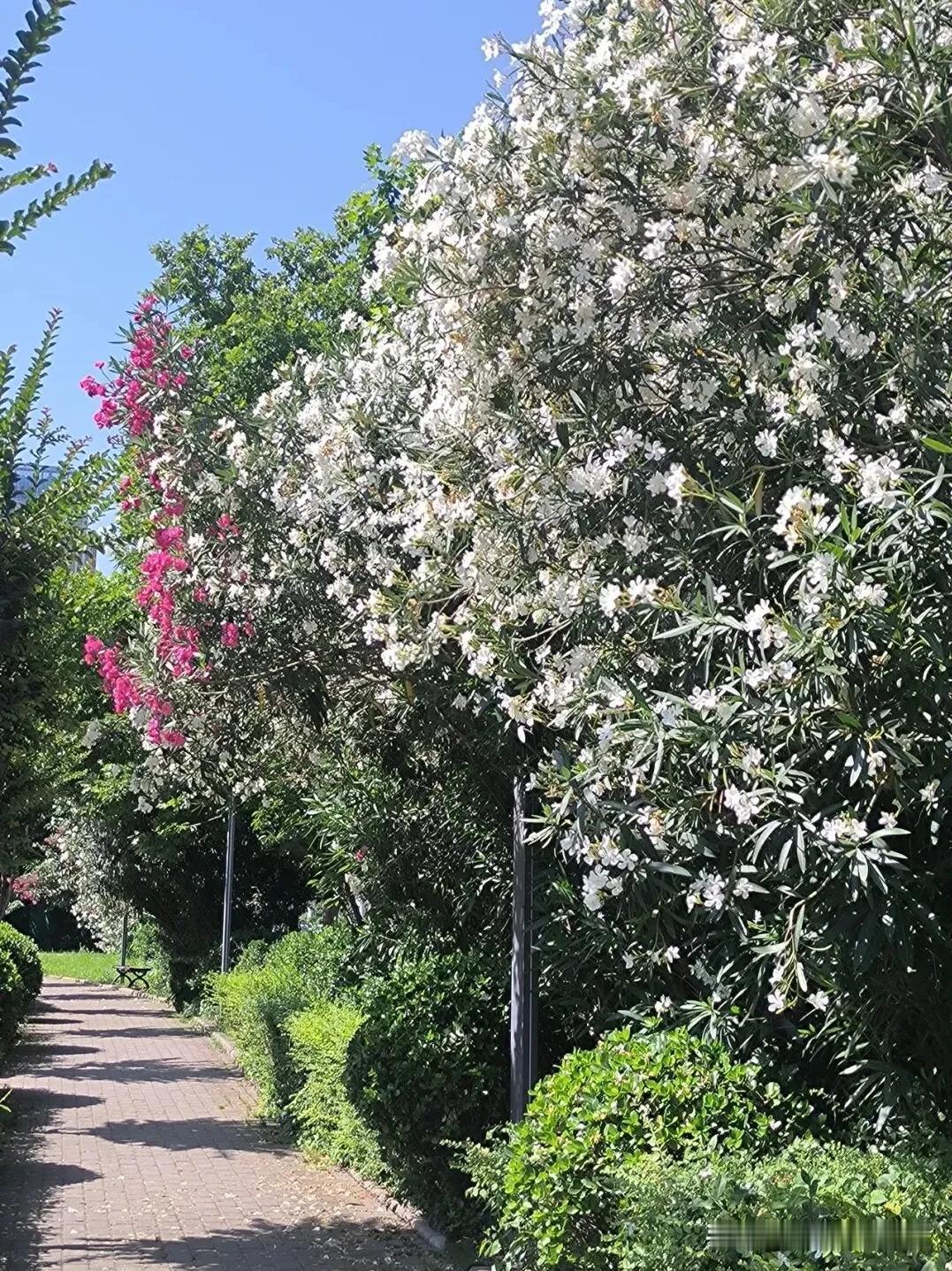 夏日生活打卡季夹竹桃，听名字便知它的风骨——叶似竹，花如桃。作为常绿直立大灌木，
