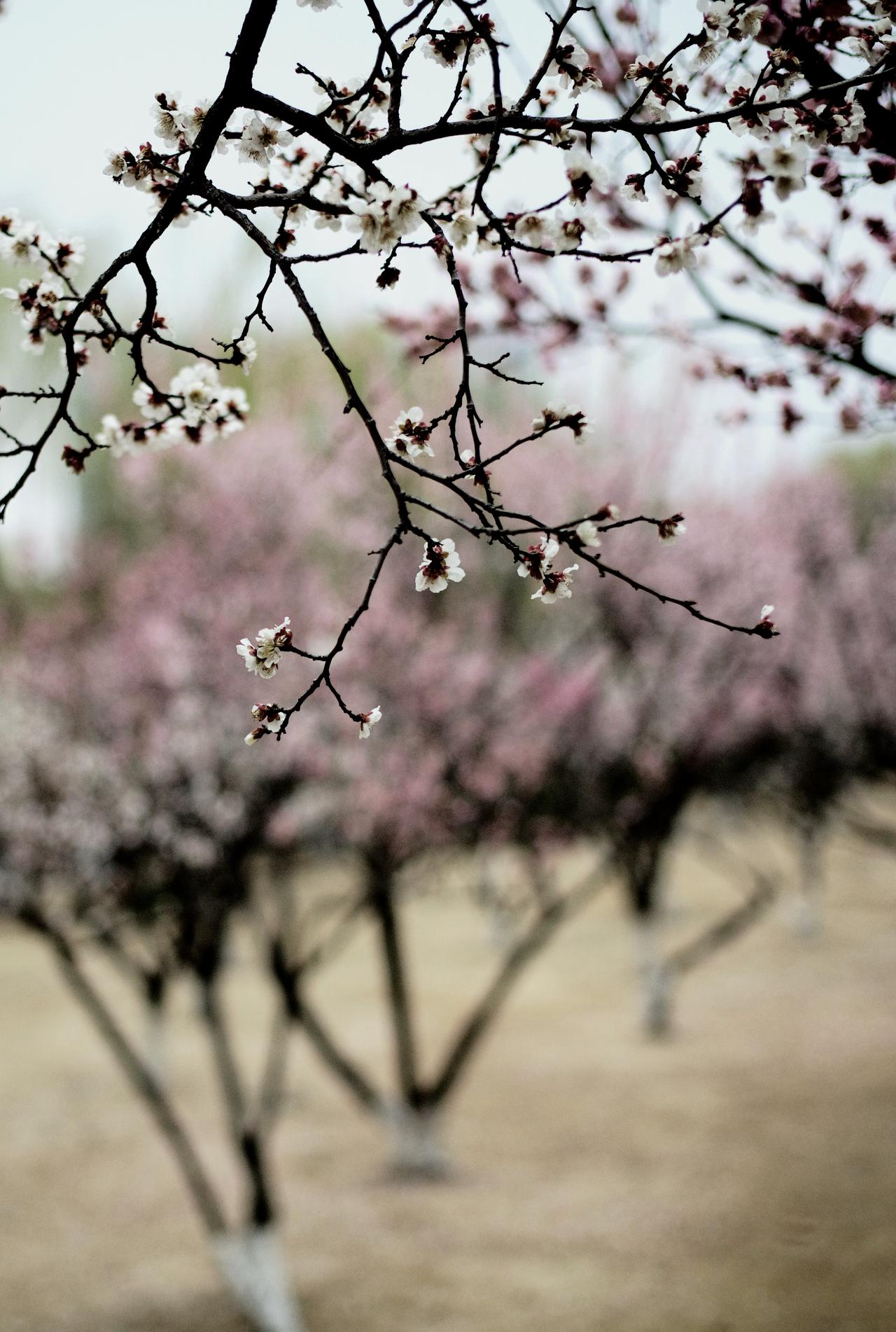 苍梧绿园里的随拍
（原创）