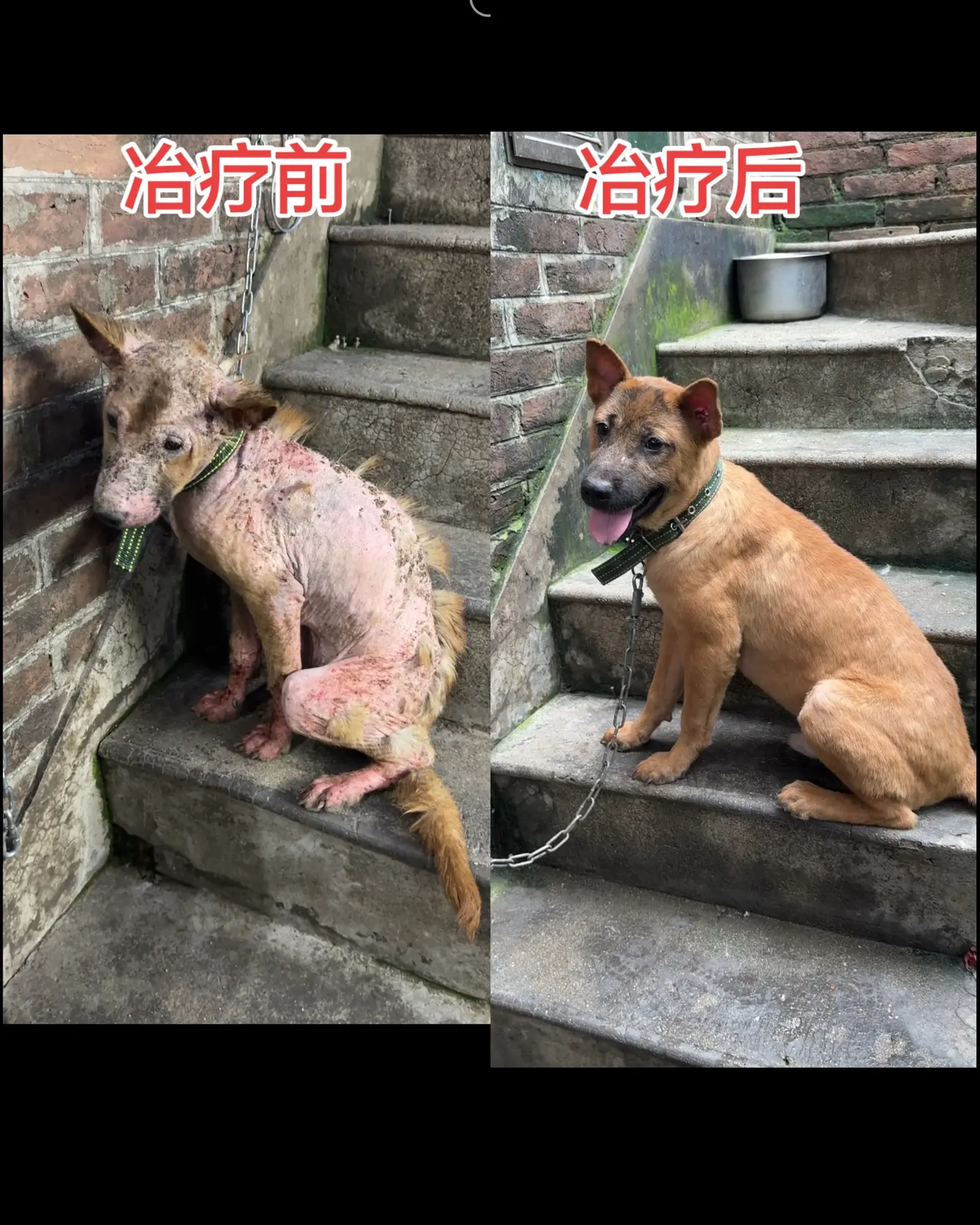 这个皮肤病超级严重的狗狗几家宠物医院都治疗不好，免费给他治疗一分钱都不...