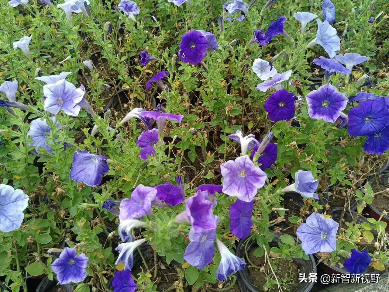紫花盛开，春意盎然