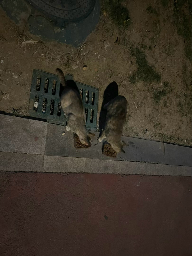 今天  母子局 