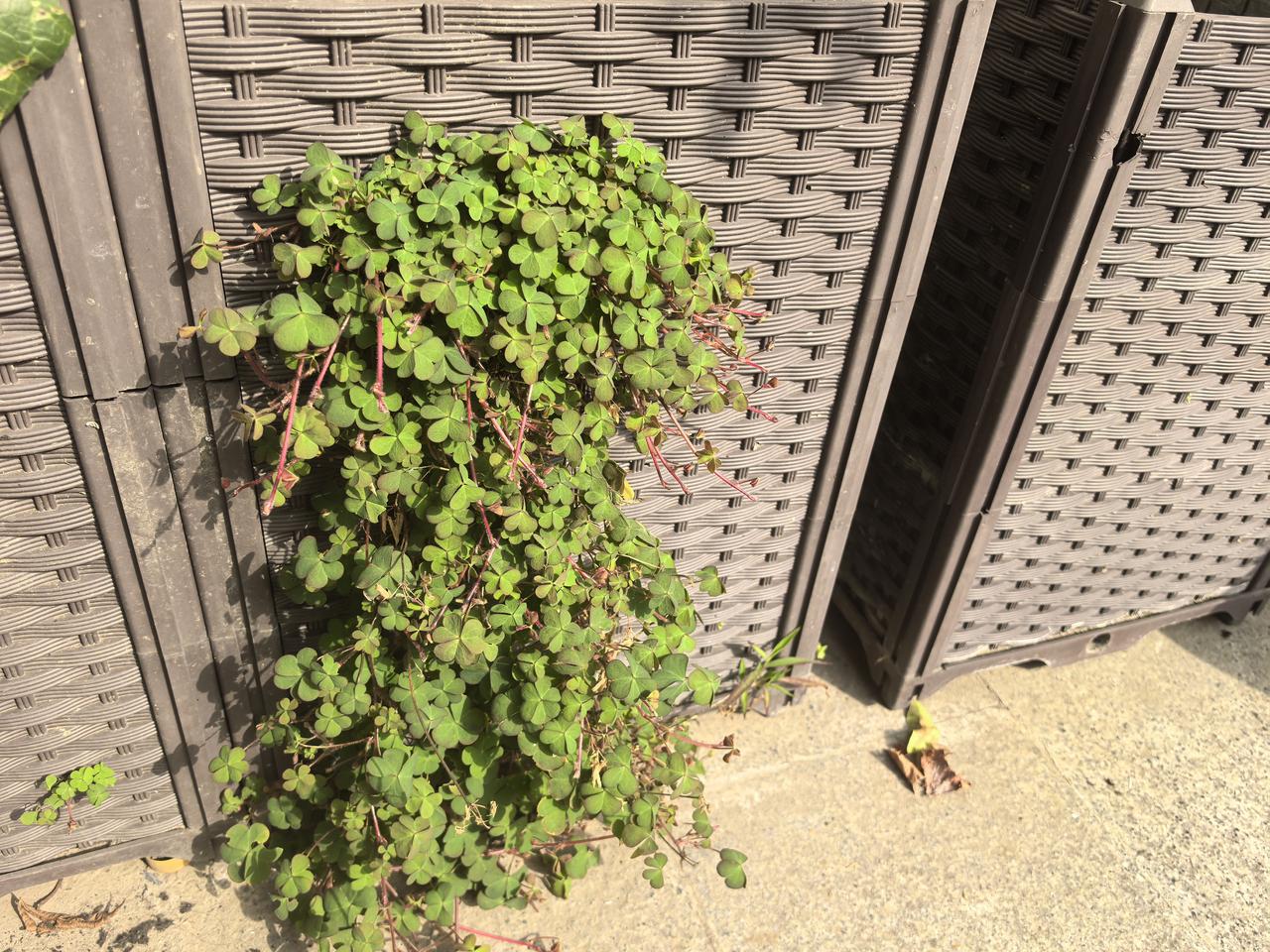 当时懒了一下，没有及时拔掉，结果这棵珊瑚草就从花箱缝里长出来，短短3年时间，长成