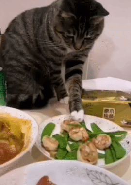 干嘛打它，人家是凭本事搞到的虾仁，有本事你也用爪子抓啊
#猫咪有多馋# #猫咪是