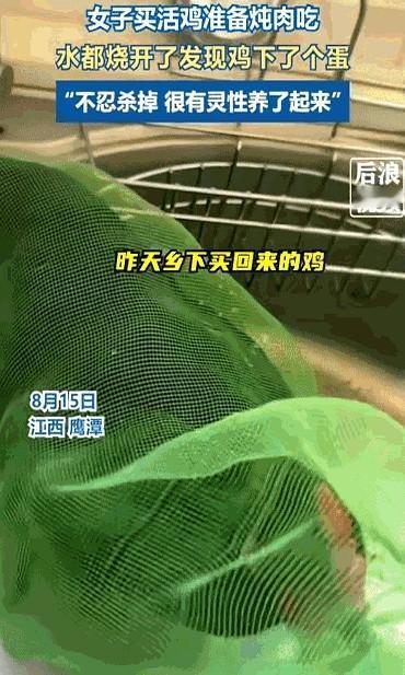 “争气”鸡靠两枚蛋保住一条命，背后是普通人被生活逼出的温柔算计。
女子原本只想炖