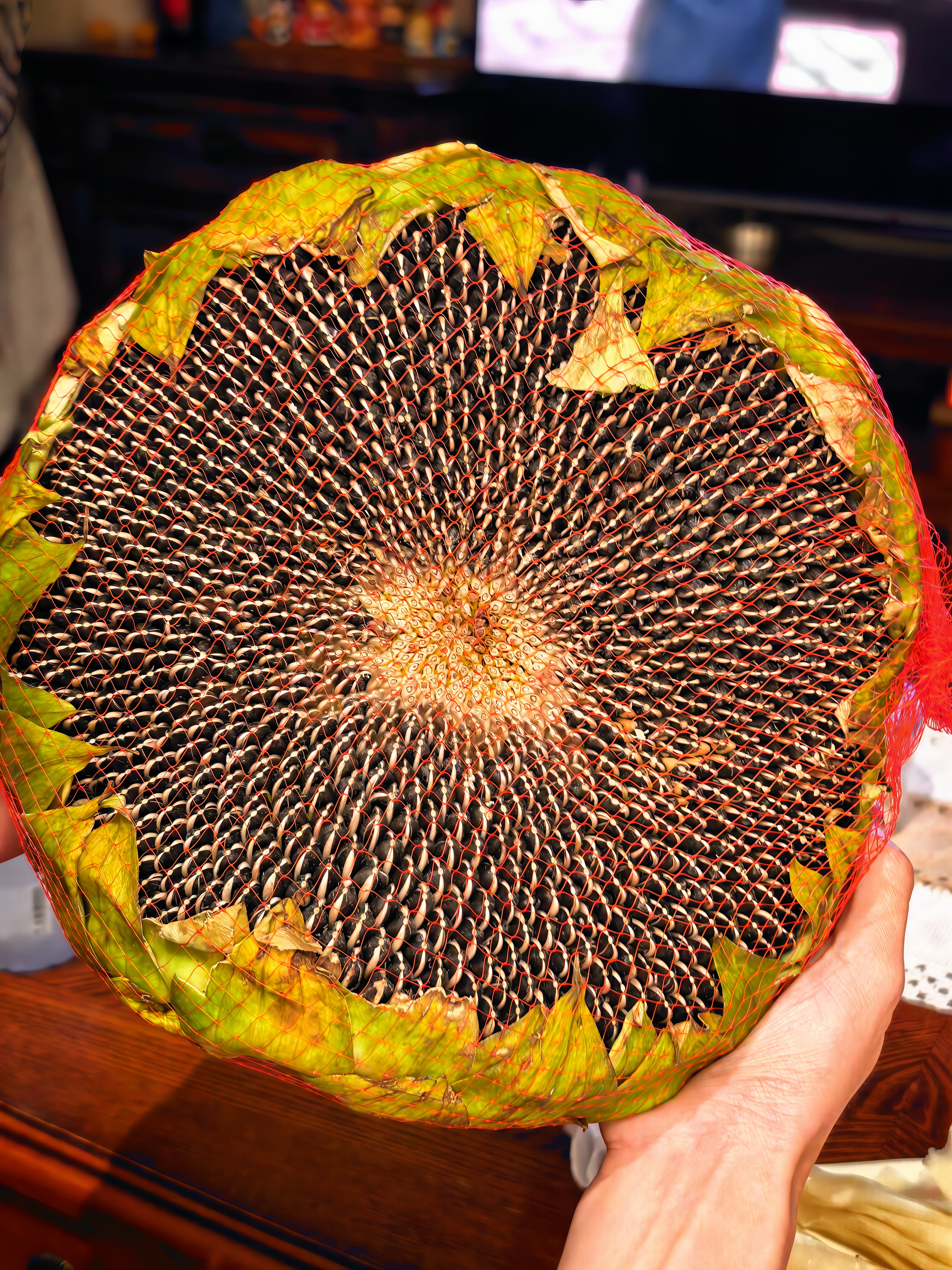 我家向日葵长大了等着给土拨鼠做零食 