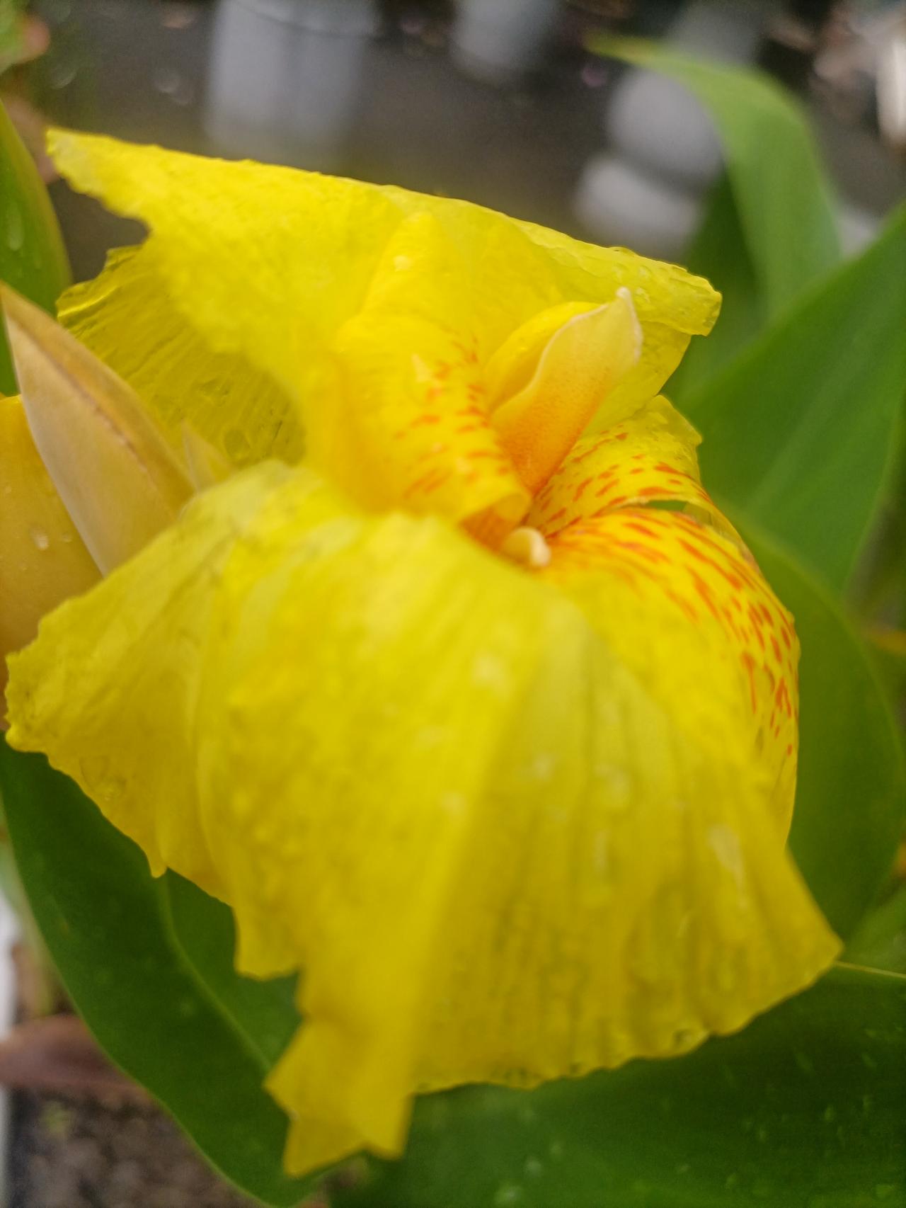 【夏之韵·雨后的美人蕉】分享一张随手拍的照片
雨后的美人蕉。
人生很多时候，就如
