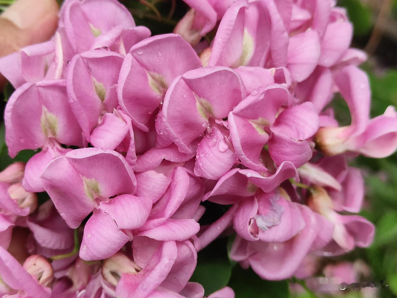 春日生活打卡季大家看看这种花，颜色紫红色，花朵硕大，这就是红花刺槐，一种绿化树木