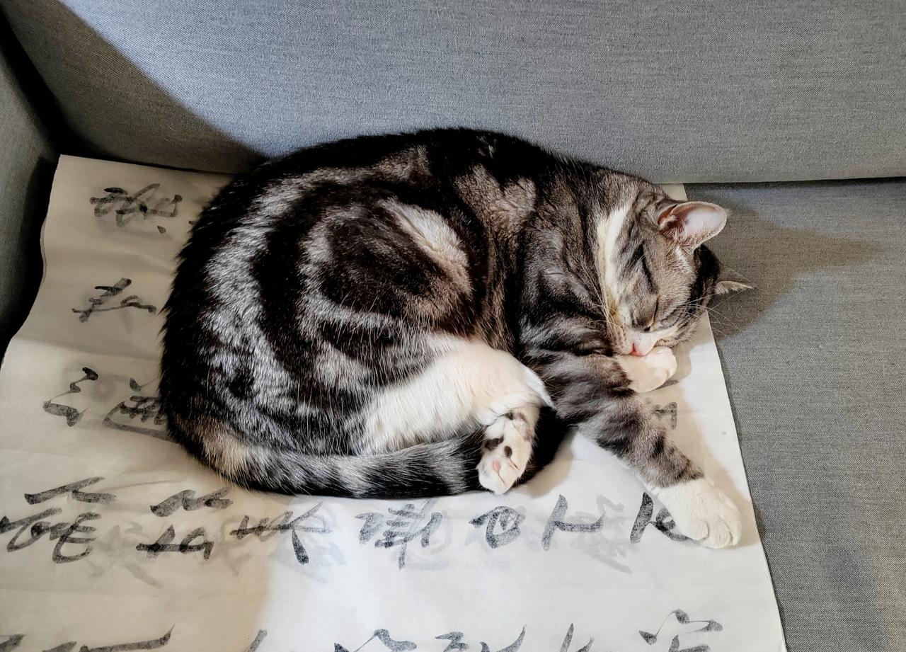 我特别喜欢猫，但发现了一个特别重要的问题。

猫养在屋里味道太重了，猫砂盆放哪个