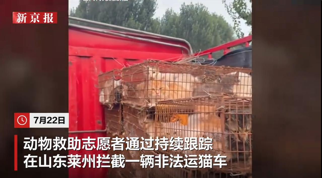 7 月 22 日，山东莱州动物救助志愿者在路上拦截一辆涉嫌非法转运猫咪的货运车辆