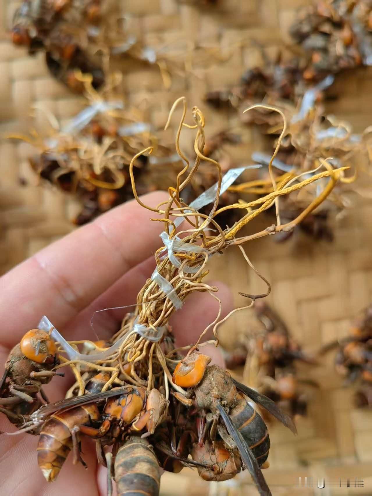 来个稀奇东西，谁要留言？