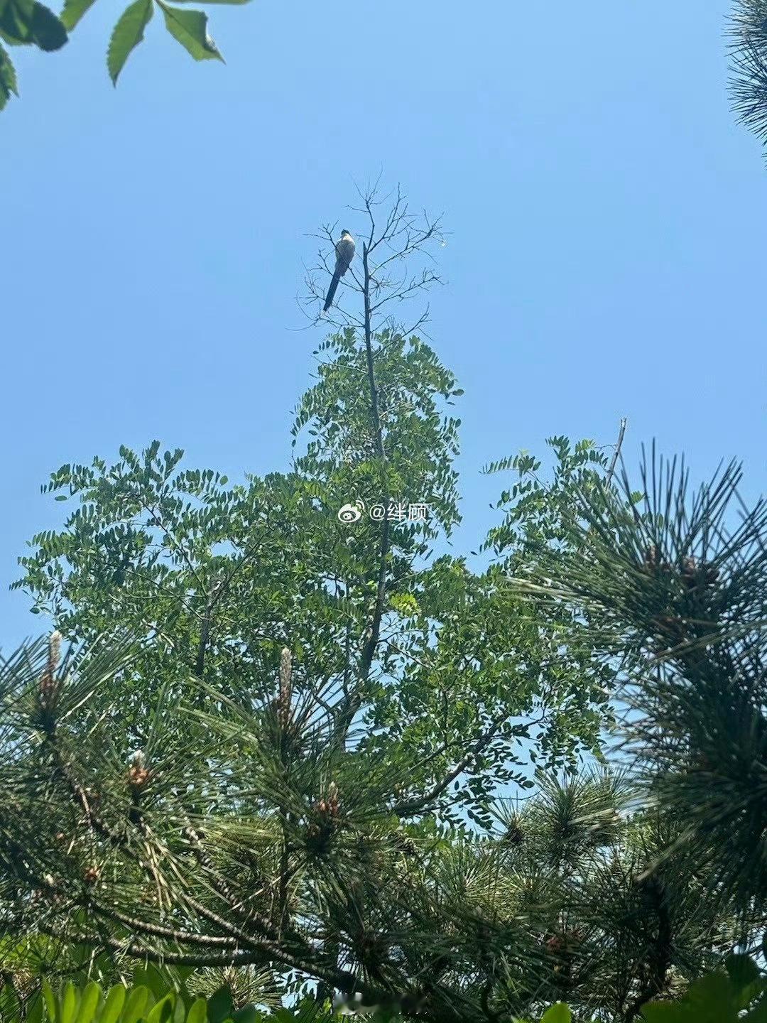 据说看见喜鹊登枝的人，会马上实现一个愿望。 