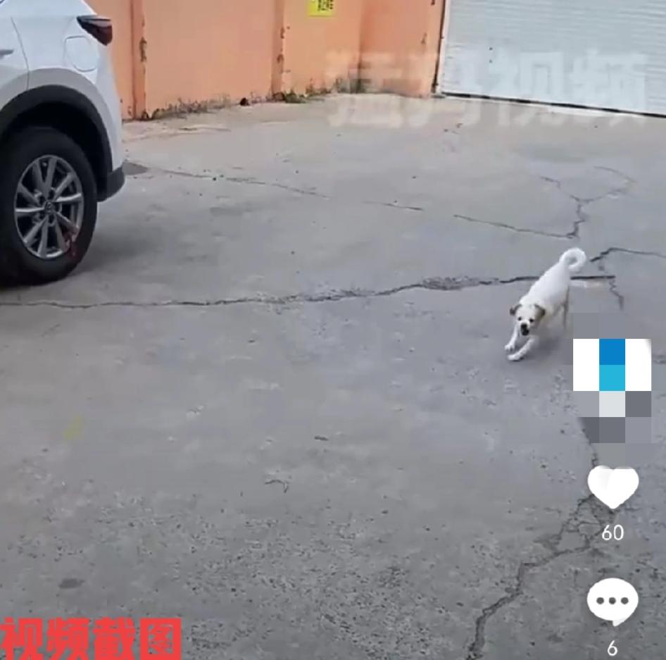 小狗一路冲过来，不为别的，挑衅大狗。

小狗似乎闻嗅到同类的气味一样，有狗要占领