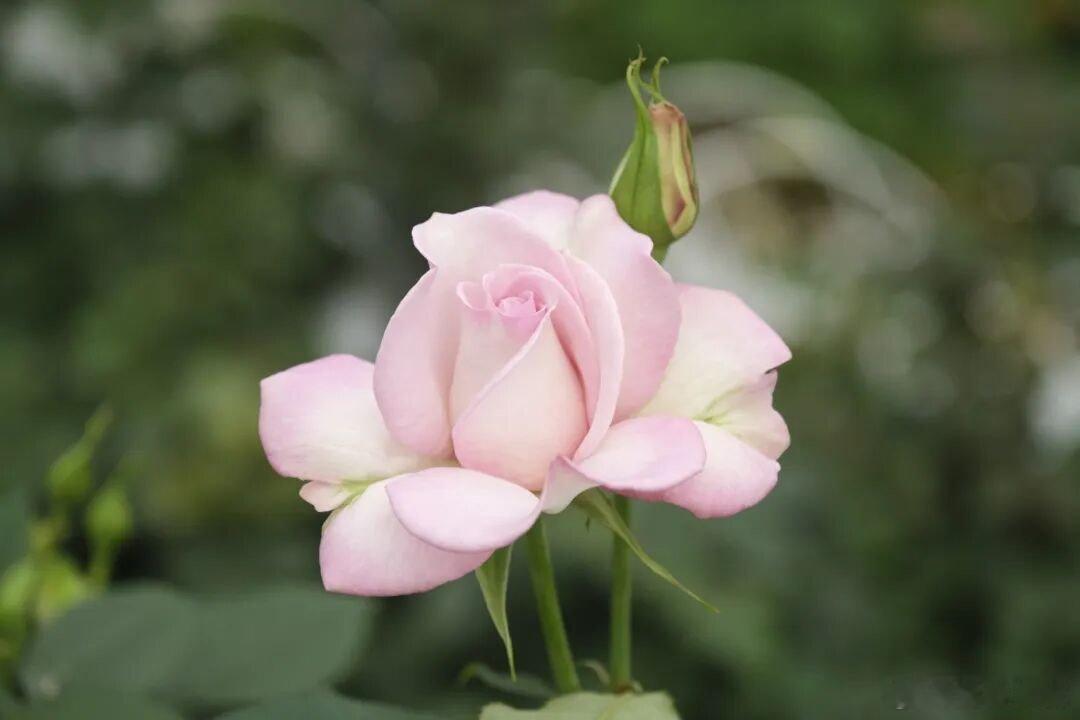 春晚上的二舅月季来自昆明呈贡  看到这么好看的月季花的时候，真的是觉得好美呀，原