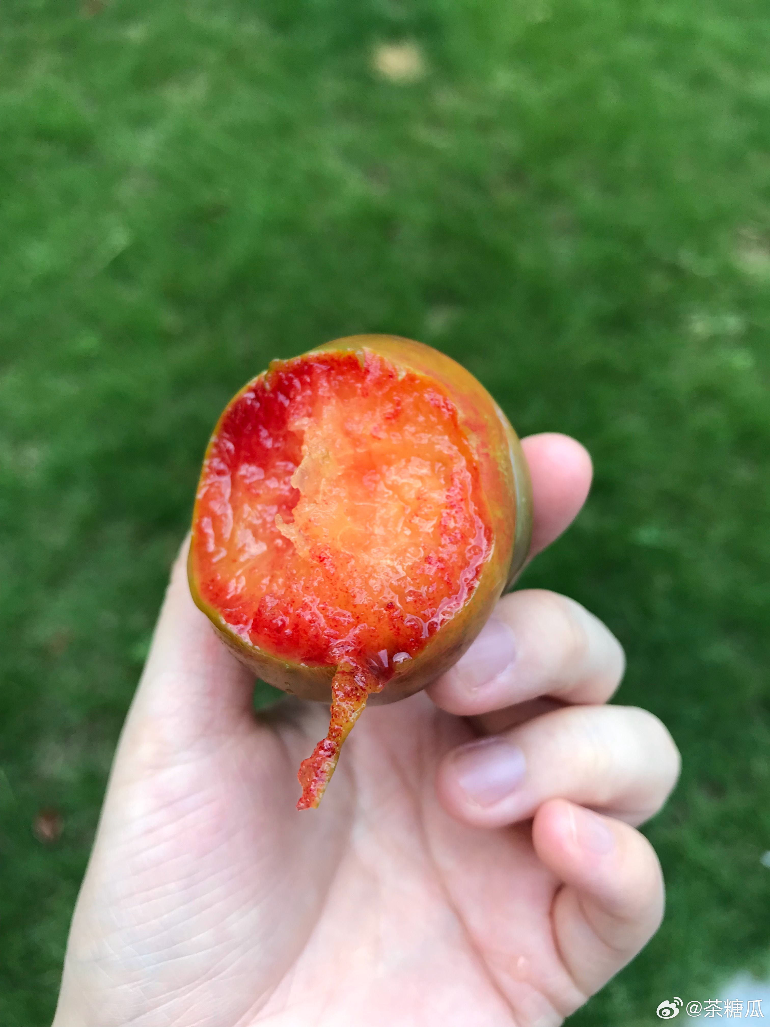 顺便推荐下这个恐龙蛋（新疆李子）超高甜度和酸度结合超浓郁果味，好吃极了 