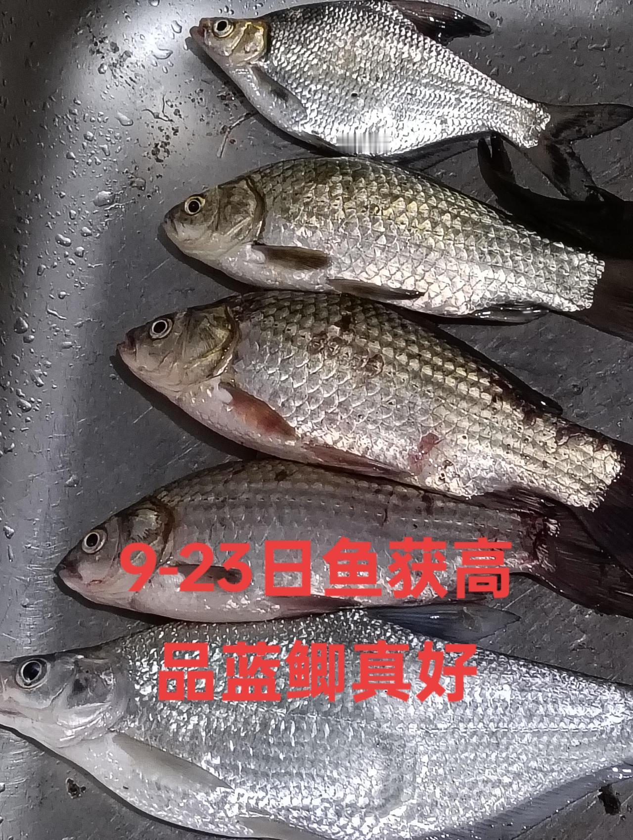 高品蓝鲫