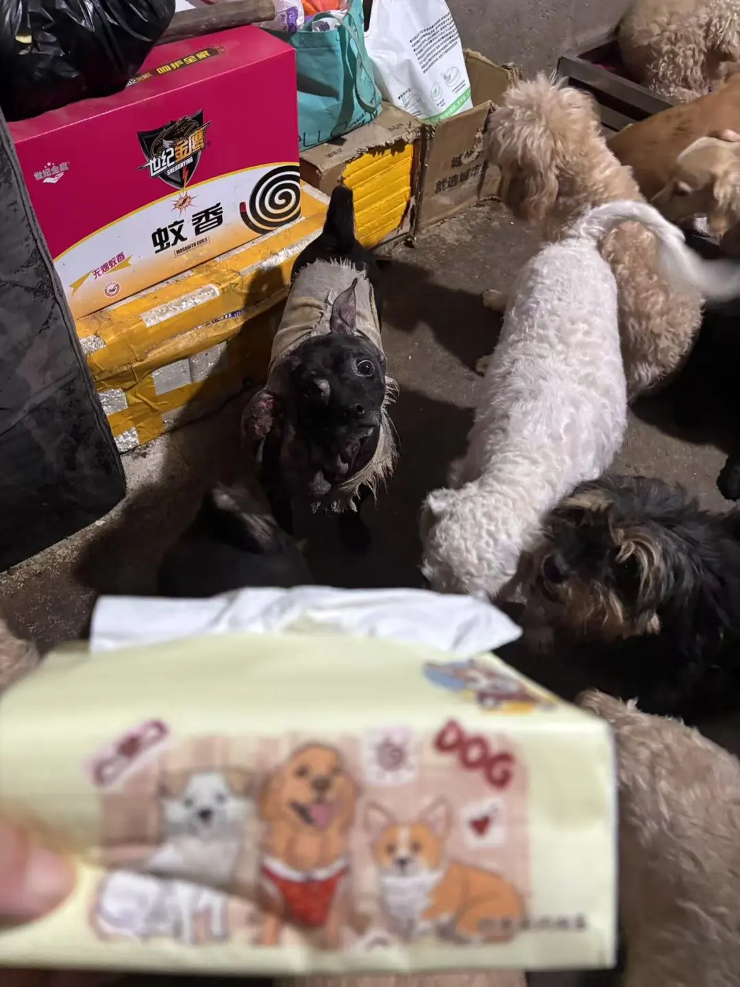 别害怕我好吗？我也想为基地出份力