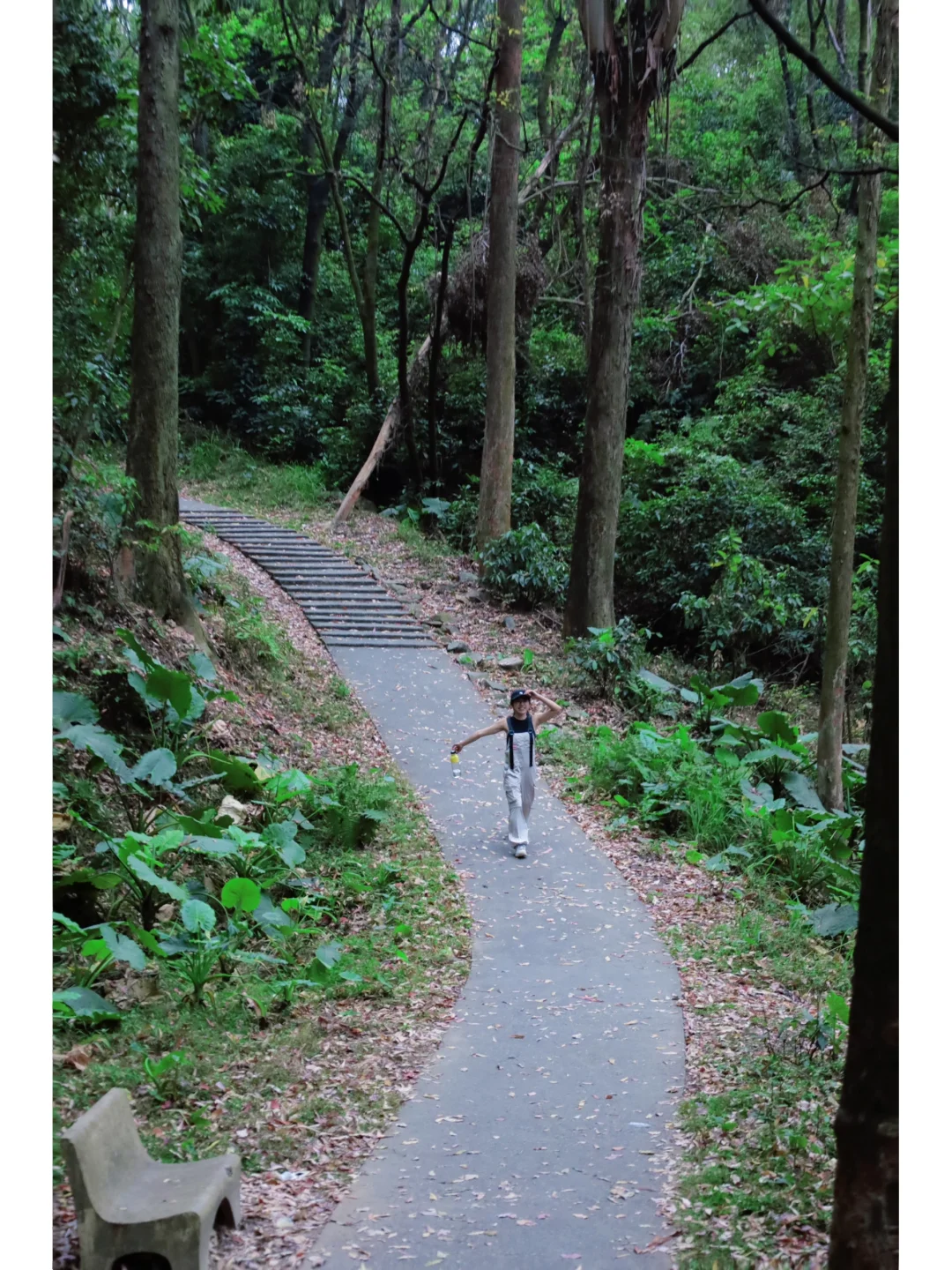 广州小众徒步｜藏在白云区村庄里的小森林🌳