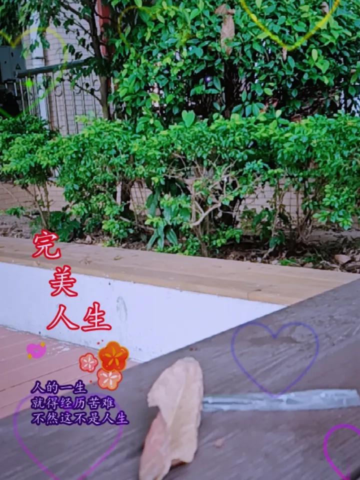 一张图证明今天很冷碧绿的树叶，偶有几片飘落的黄叶