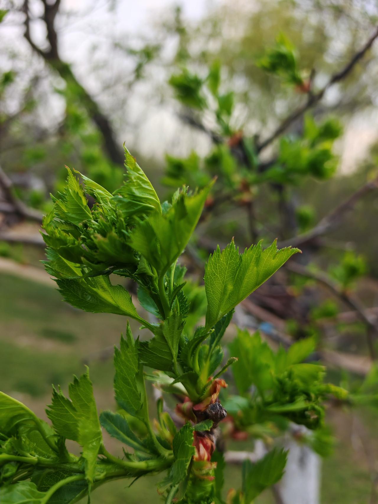 快来赴春约 春天到了，山东省临沂市沂南县依汶镇后峪子村迎来了绝美的景色。数千亩李