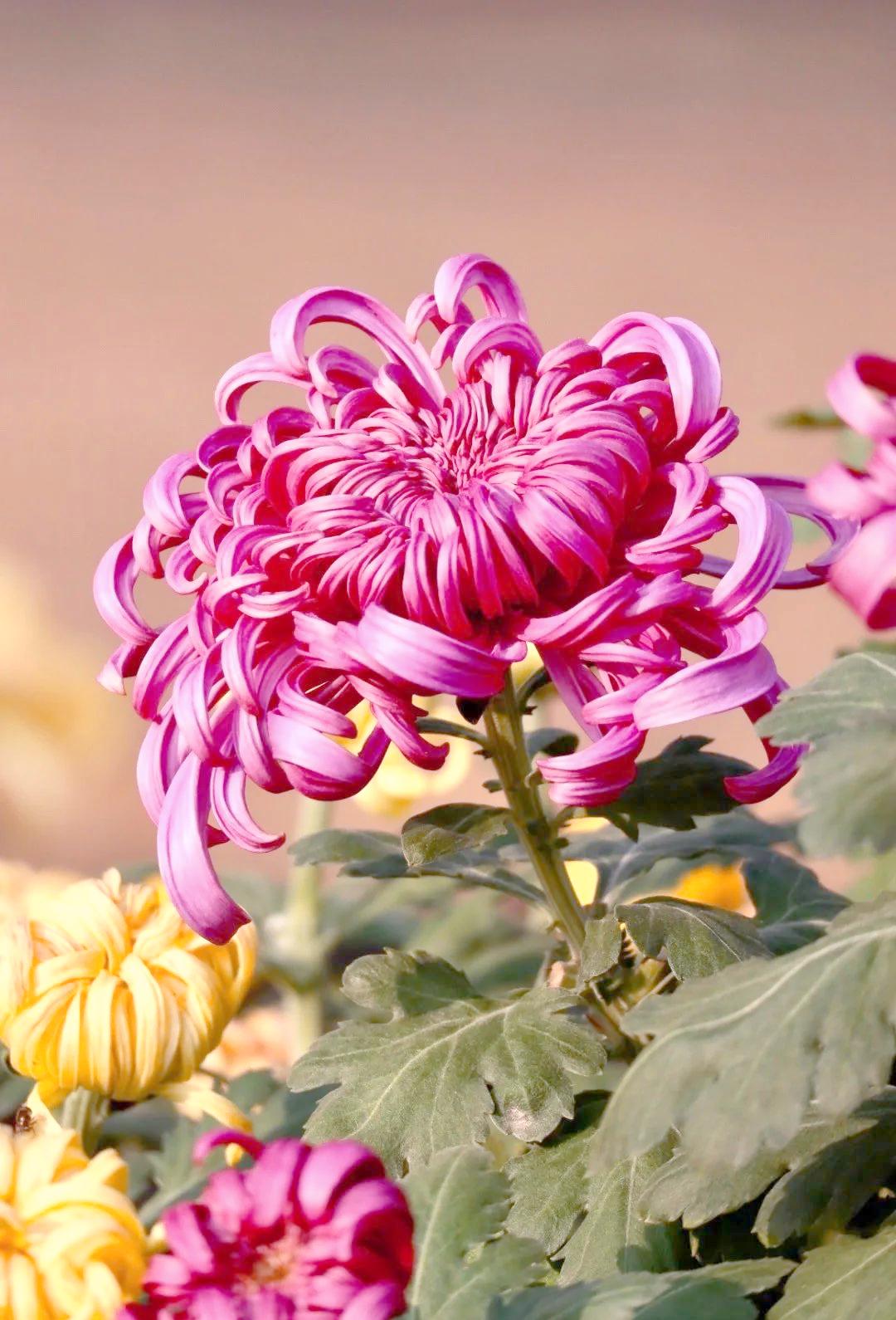 下联：鸿雁南飞夜月明

赏析：此联以秋日典型物象成对，上联“菊花”承“秋风”，下