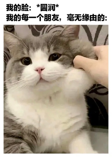 🐱：可爱吗？用脂肪换的 ​​​
