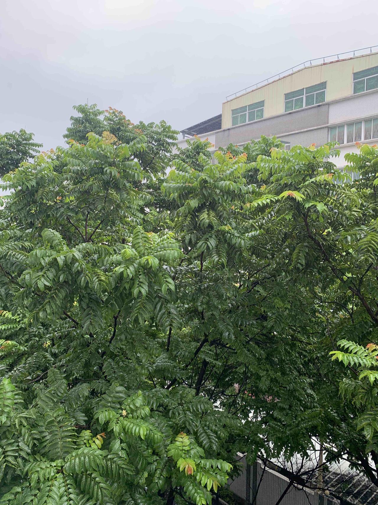 自从立秋以后，台风一个接一个，广东汕头几乎每天都要下几场雨。对于上班族来说，想要