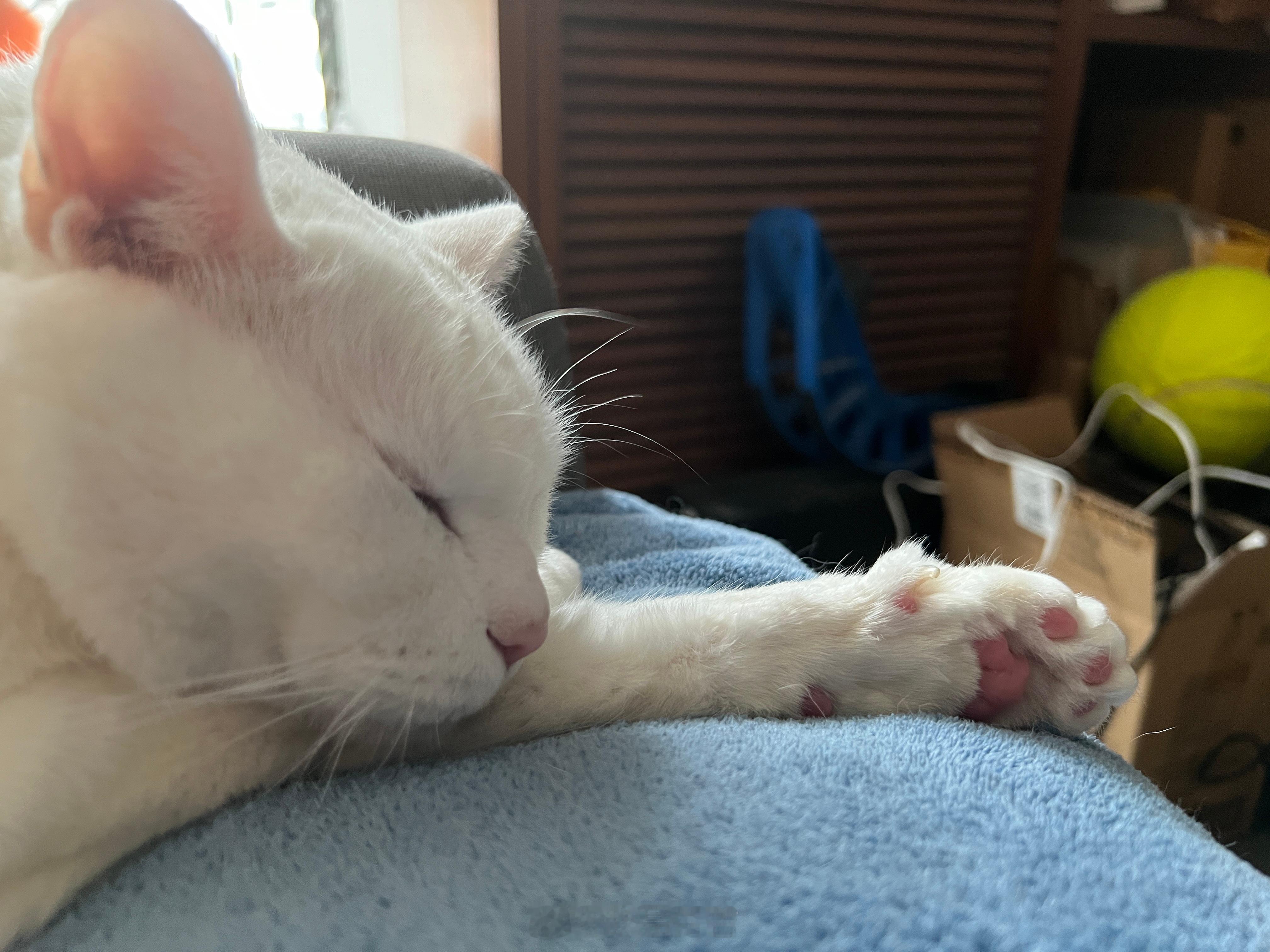 偷拍隔壁長相帥氣的藍同學睡覺😪 ​​​