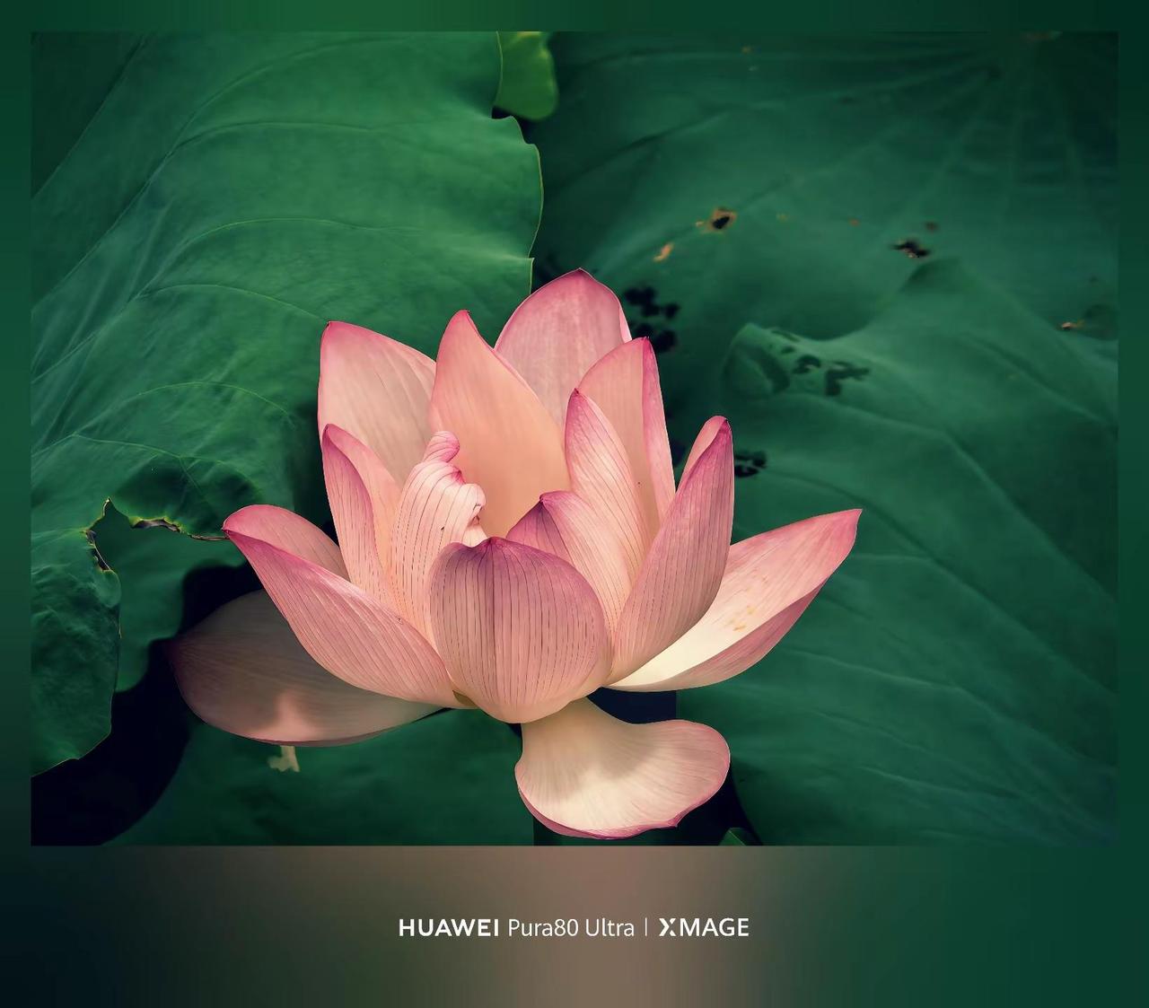 Pura80ultra长焦之王。其实Pura80ultra的影像还是很能打的，无