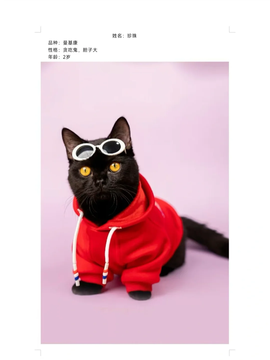 有没有小伙伴想收养萌宠