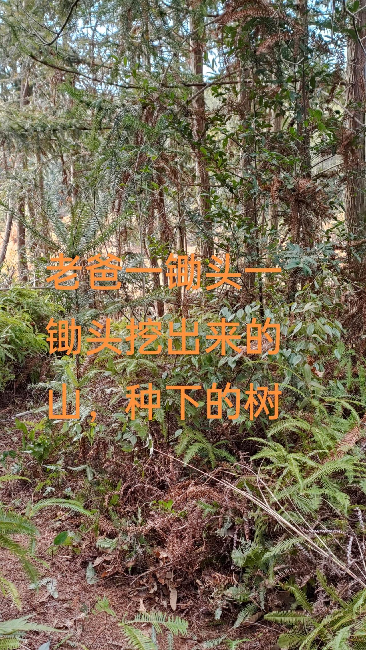 老爸一锄头一锄头挖出来的山，种下的树。上山砍柴