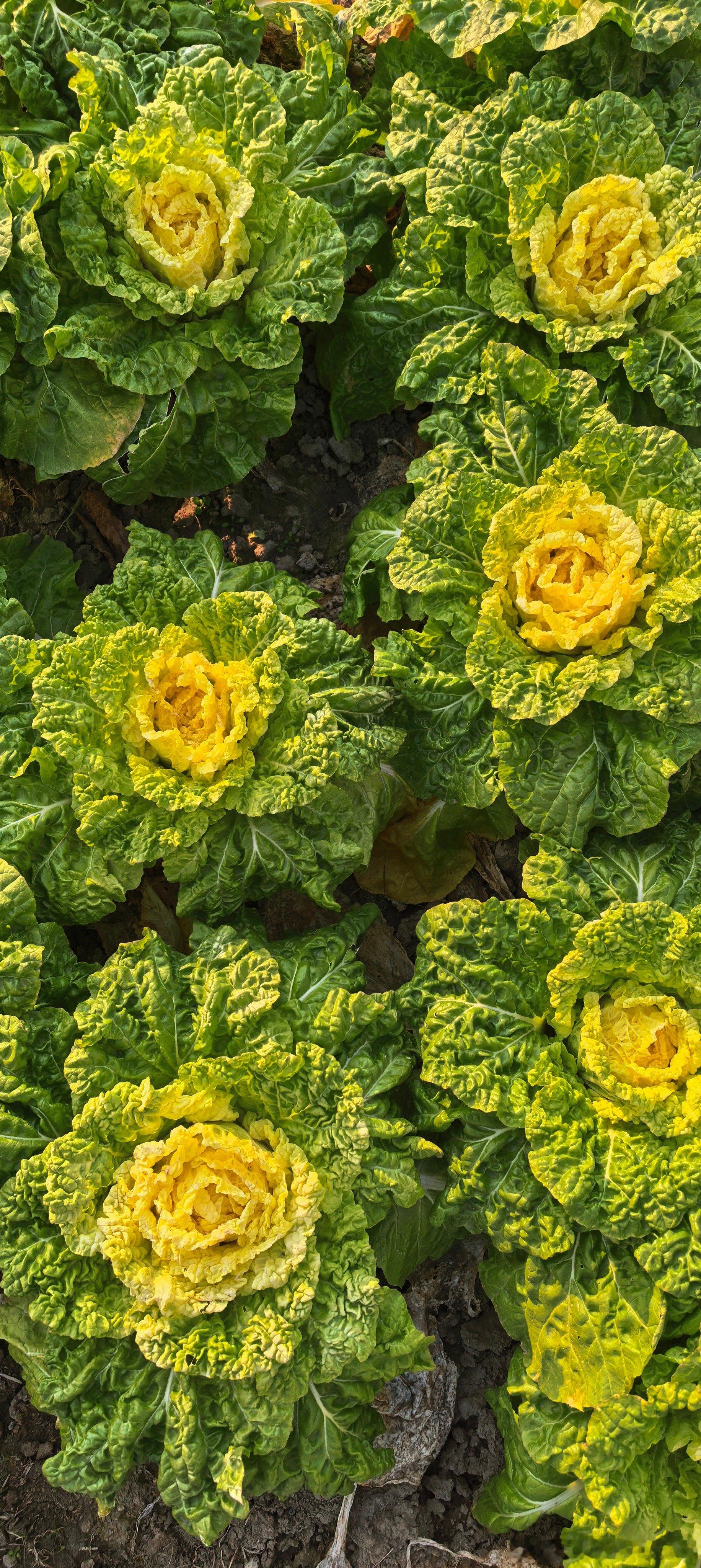 上周A股最大的事件就是整治龙虎榜与雪球大V带货，以及为了平抑指数对红利权重股进行