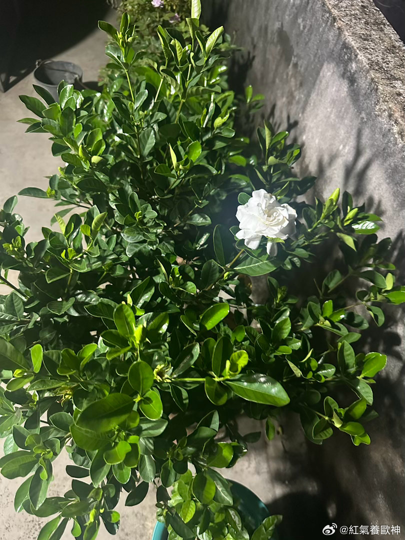 我的好朋友是绿色蔬菜  开花真慢，那么多花苞咋不一起开呢 