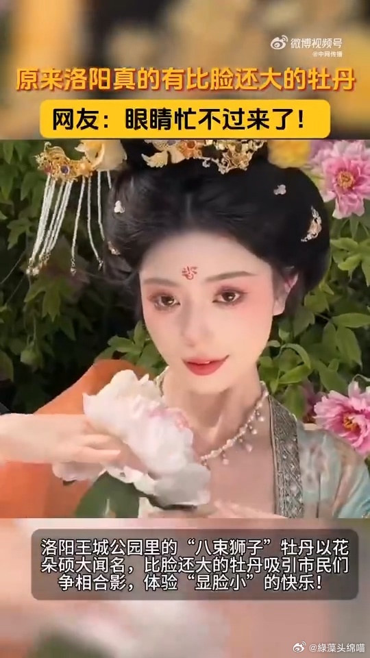 原来洛阳真有比脸还大的牡丹 洛阳牡丹文化节让人惊叹不已，王城公园的牡丹比脸大，市