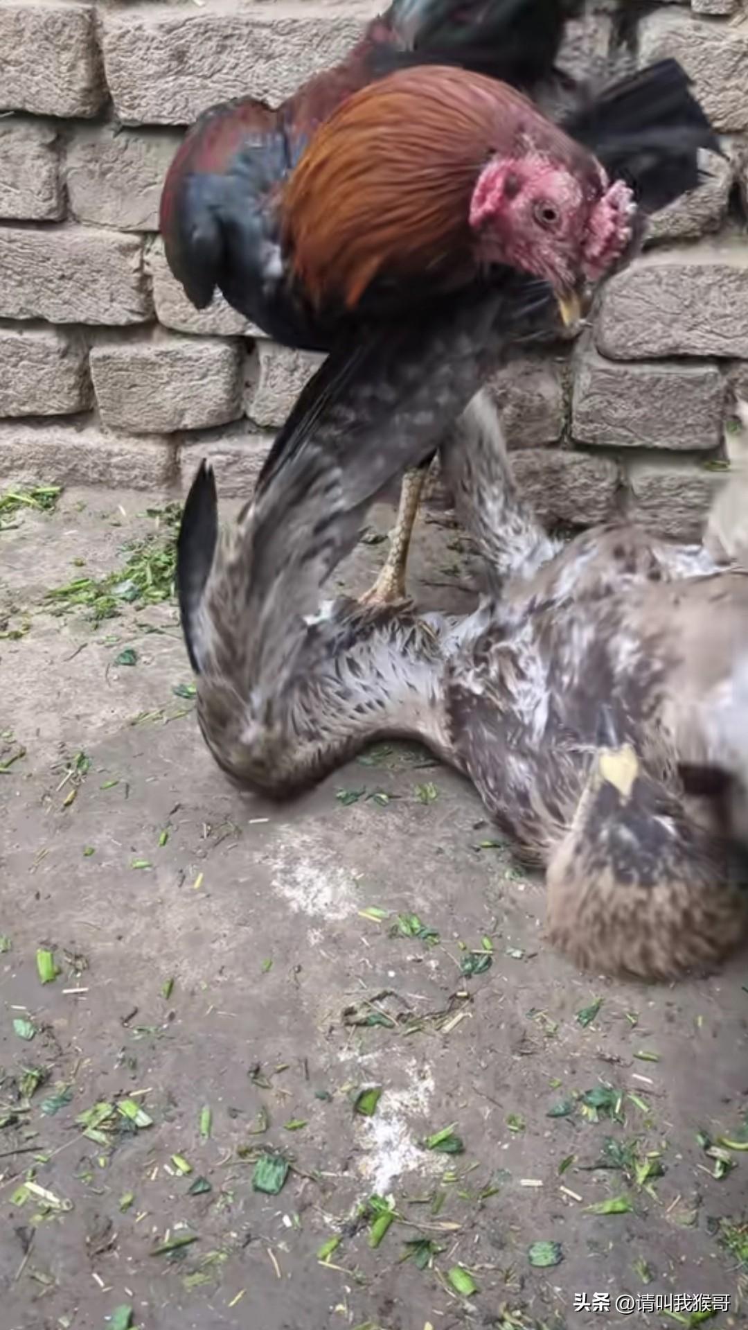 老鹰捉小鸡见得多，公鸡抓老鹰还是头头一次见