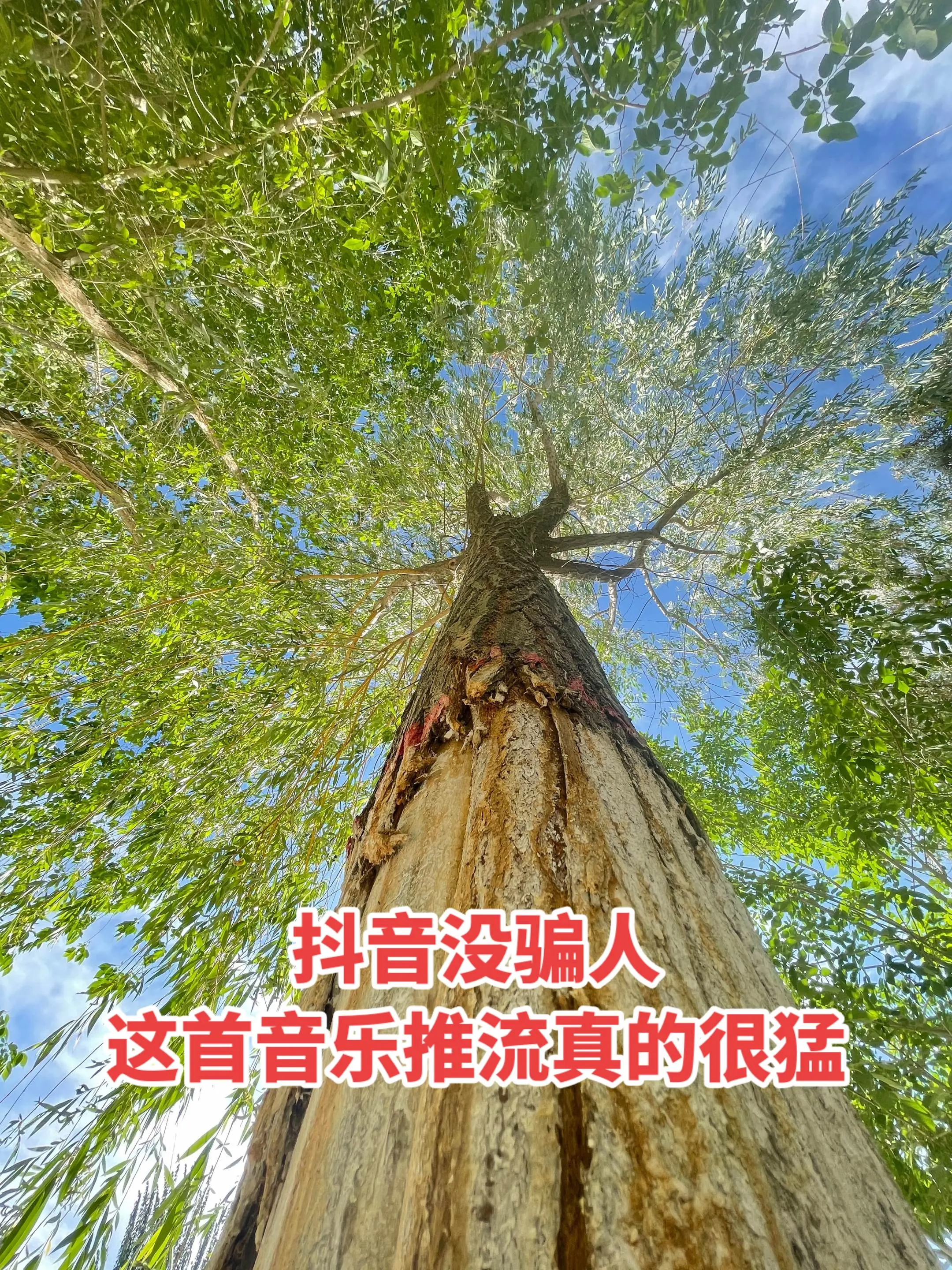 自然与和谐共处。没骗人，这首音乐推流真的猛！