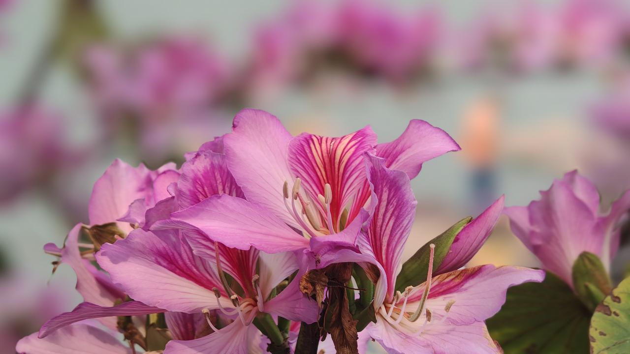 今日赏花，随手拍。洋紫荆