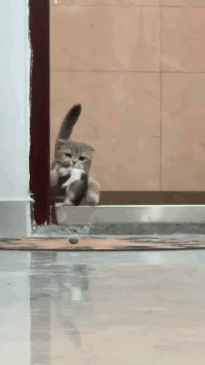 猫妈送走所有幼崽，唯独留下这一只！寸步不离叼着走，看完破防了
 
谁懂啊！亲眼见