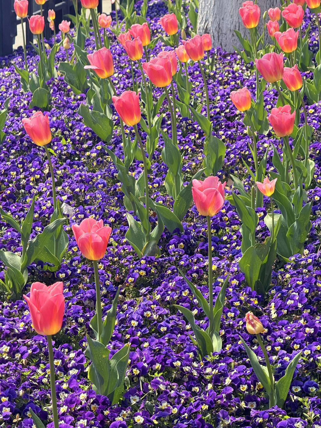 南京的春天！直接给到一个“夯”！！