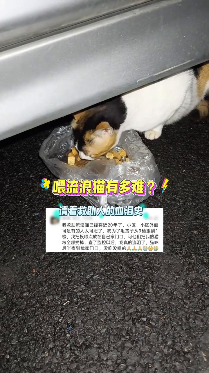 喂流浪猫有多难？请看救助人的血泪史。
我救助流浪猫已经将近20年了，小区外面可是