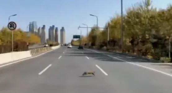 还挺开心，这要是一不小心撞上了，还能乐的出来？

上班路上还能有这种奇遇？科普博