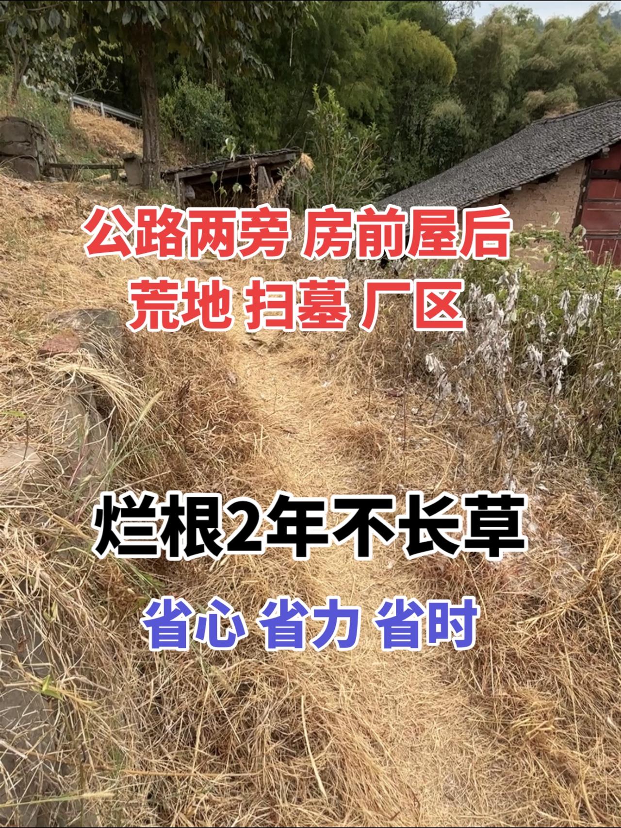 这款除草剂，打下去三年都没法种植，效果非常好。除杂草甲嘧磺隆 灭生性除草剂