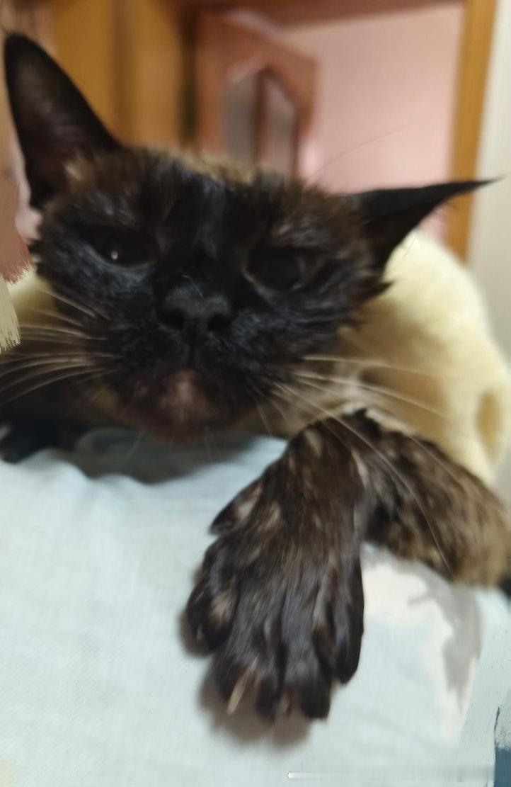 3036只黑脸申请投世界上最美的猫。 
